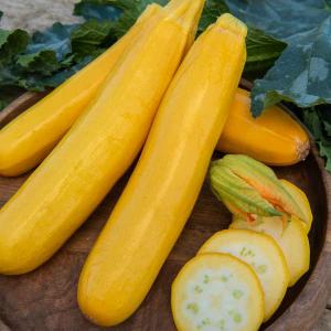 Courgette Jaune Gold Rush HF1 - BIO